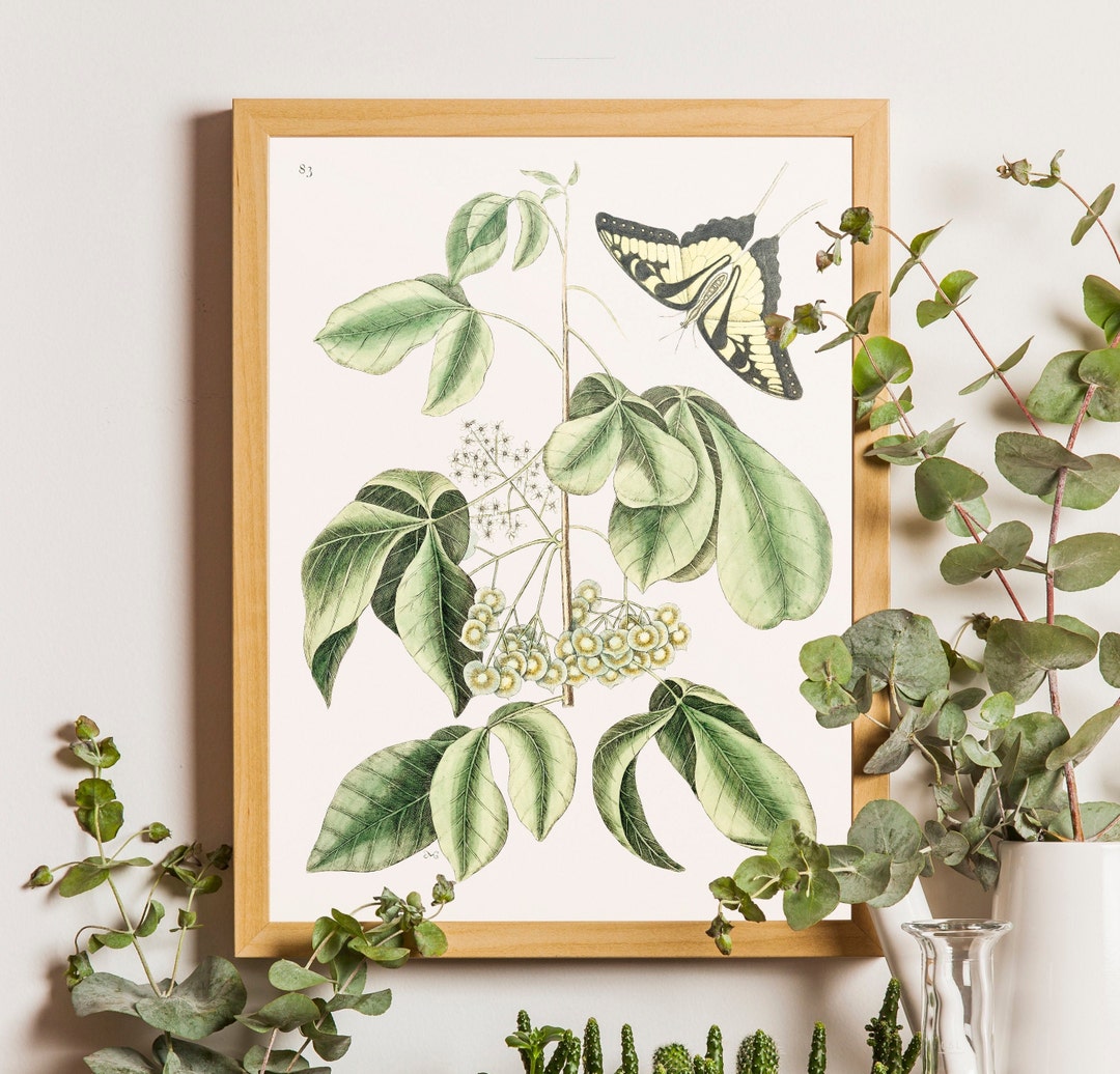 Butterfly Botanical Print, Antique Style Moths Print, Butterfly Antique ...