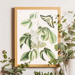 Butterfly Botanical Print, Antique Style Moths Print, Butterfly Antique Print, Vintage Butterfly Poster, Butterfly Art Print, Vintage Prints