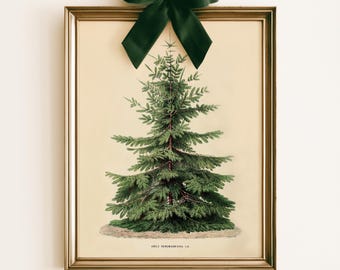 May include: A framed botanical print of an Abies nordmanniana tree in a gold frame, topped with a dark green satin ribbon bow. The illustration features a detailed green conifer tree on a cream background with the text Abies nordmanniana L.