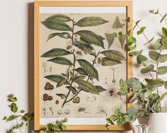 Tea Botanical Print, Tea Botanical Art Print, Camellia sinensis, Tea Wall Art, Tea Decor, Kitchen Art Print, Green tea poster, Tea plant