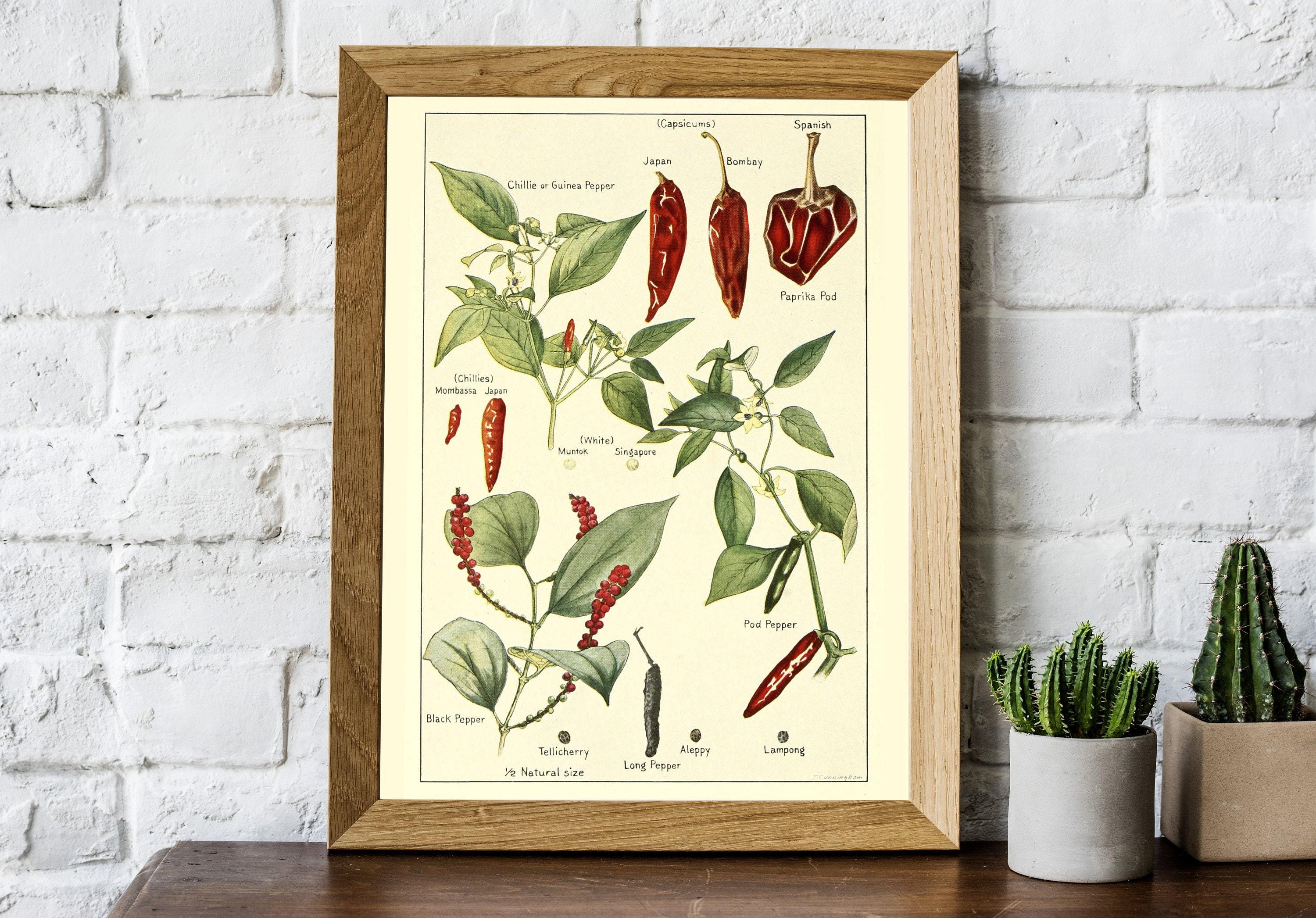 Vintage Chili Pepper Print, Antique Botanical Poster, Chili Pepper