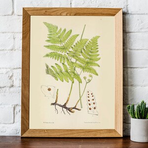 PRINTABLE Set of 15 Fern Images #2, Botanical Wall Art Fern Posters ...