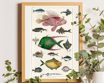 Fish posters, French Print, Sealife poster, Fisherman Gift, Illustration, Fish Gift, Vintage Fish Print, Fish Chart, Fishing Illustration