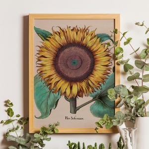 Vintage Sunflower Botanical Print, Floral Illustration