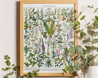 impression végétale vintage, Art des plantes médicinales, Impression de plantes médicinales, Art mural de plantes médicinales, Décor d’herboriste, Cadeau d’herboriste, Décor d’herboristerie