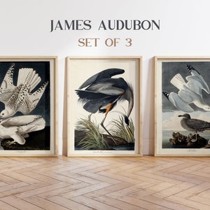 Set di 3 stampe di uccelli vintage, giclée, stampe artistiche, stampe botaniche, arte murale, stampe Audubon, stampe di uccelli, storia naturale, stampa di airone azzurro