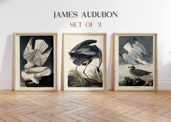 Classic Natural History Prints Birds, HCDJ Vintage 1990 1st