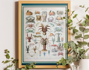 Vintage Crustacean Print – Adolphe Millot, Sea Life Poster