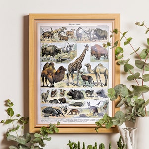 Animal Poster Art, Mammals Chart Print, Educational Diagram, Adolphe Millot Illustration, Vintage animal print, Animal Poster, Botanical art