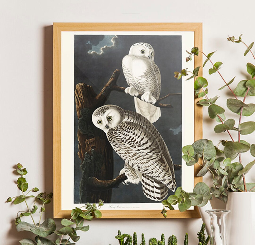 Audubon Bird Print, White Snowy Owls Audubon Print, Suitable for ...