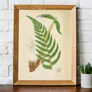 PRINTABLE Set of 15 Fern Images #1, Botanical Wall Art Set Rustic Decor ...