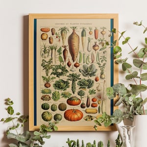 Adolphe Millot Gartengemüse, Adolphe Millot Vintage Plakat, Vintage Wanddekoration, botanische Drucke, botanische Kunst, Küchenplakat