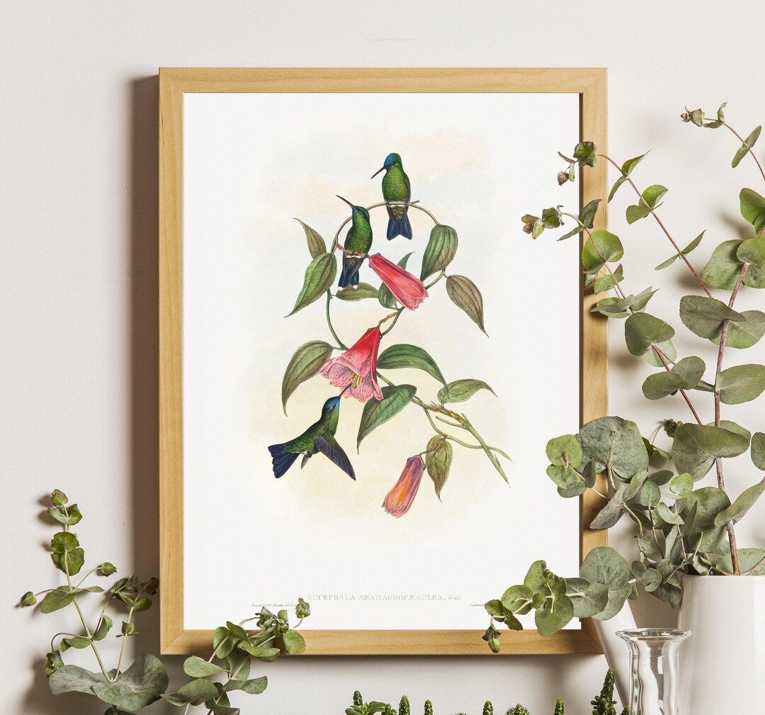 Vintage Hummingbirds Print, Hummingbird Poster, Bird Art Print, Pink ...