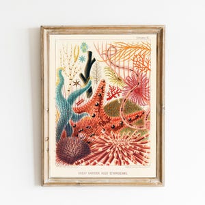 Vintage Coral Reef Print, Marine Life Illustration, Coastal Bathroom Art image 5