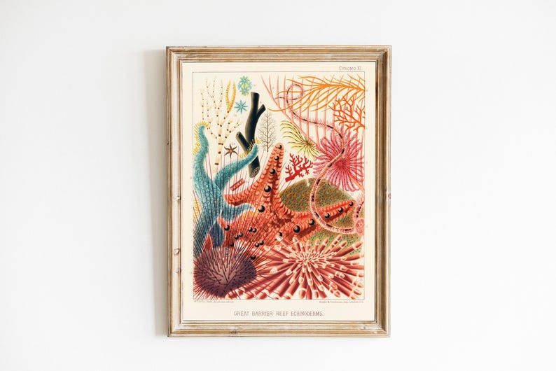 Vintage Coral Reef Print, Marine Life Illustration, Coastal Bathroom Art image 5