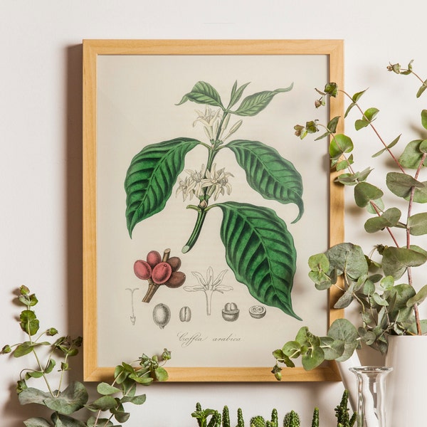 Coffee print, Vintage Coffee Plant, Botanical Poster, Vintage Kitchen Decor, Food Poster, Coffee Poster, Coffea arabica, Birthday Gift Idea