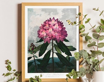 Botanical Wall Art Print SET of 4 Beautiful Antique White Flowers Lily of the Valley Rhododendron Morning Glory Moonflower Catalpa Decor IH