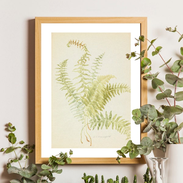 Vintage Fern Print, Country Farmhouse Art, Vintage Botanical Art, Botanical Fern Print, Plant Lover Gift, Green Leaves Wall Art, Plant Art