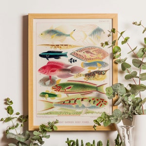 Great Barrier Reef Fishes, Vintage Fish art, Fish poster, Great Barrier Reef Poster, Beach House Art, Australia Poster, Sea fish print
