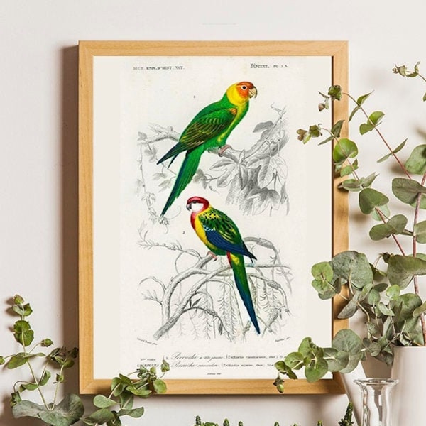 Vintage tropical poster, Parrots print, Tropical bird wall art, Vintage poster, Vintage bird print, Parrots, Bird print, Animal wall art