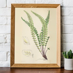 PRINTABLE Set of 15 Fern Images #2, Botanical Wall Art Fern Posters ...