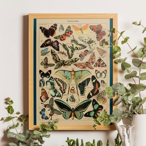 Vintage Butterfly Print - Adolphe Millot Poster Vintage Poster Office Decor Botanical Illustration Butterfly Poster Gift Idea Butterfly Art