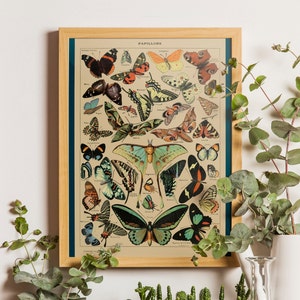 Adolphe Millot Butterfly Poster: Vintage Botanical Illustration Print