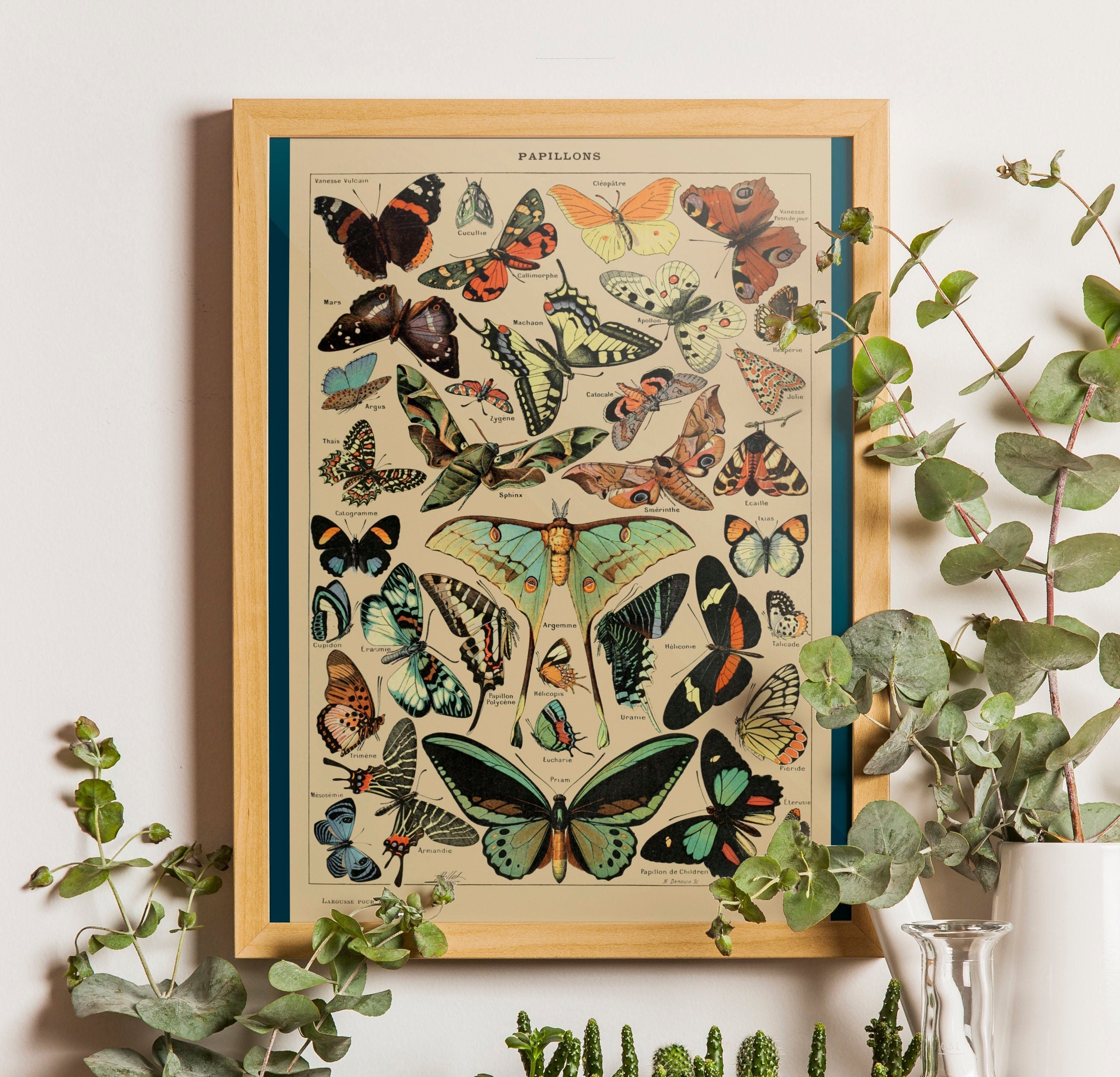 Adolphe Millot Butterfly Poster: Vintage Botanical Illustration Print