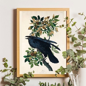 Raven Print, Antique Bird Painting, Vintage Drawing Poster Wall Art Decor, Black Raven, Bird Nature Print, Bird Lovers Gift, Audobon Bird