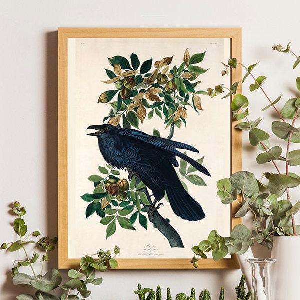 Raven Print, Antique Bird Painting, Vintage Drawing Poster Wall Art Decor, Black Raven, Bird Nature Print, Bird Lovers Gift, Audobon Bird