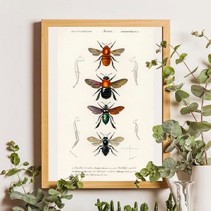 Bumblebee print, Bee print, Antique insect print, Vintage entomology print, Insect art, Vintage Scientific Illustration, Vintage botanical