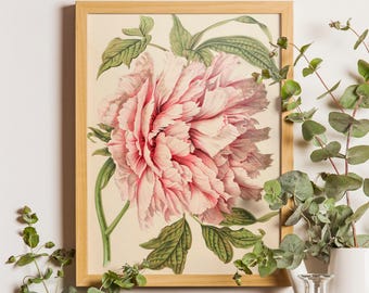 Peony Flower, Pink Peony Print, Antique Prints, Pink Flower Print, Botanical Art Prints, Vintage Wall art Painting Girly, Vintage Floral Art