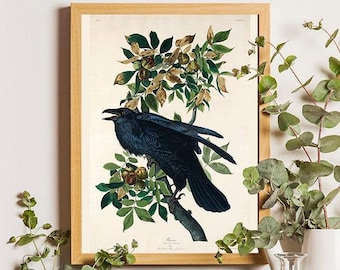 Antique Raven Art Print, Vintage Bird Illustration, Audubon Style