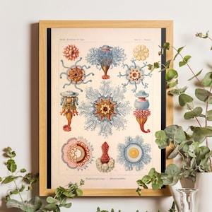 Antique Jellyfish Print - Ernst Haeckel Jellyfish, Biology Jellyfish Poster, Sinophorae, Jellyfish poster, Jellyfish print, Nautical art