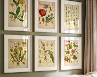 Set of 6 Botanical Flower Prints, Vintage Wildflower Gallery Wall Art
