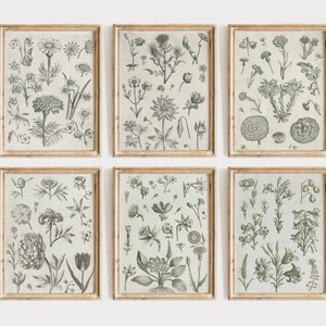 Flowers Sketch Art, Vintage Botanical Gallery Wall Set, Neutral Botanical Print Set of 6, Flowers Vintage Prints, Botanical Gallery