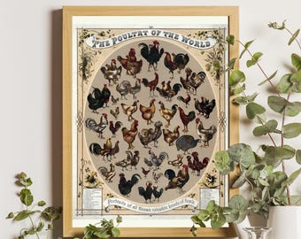 Vintage Poultry Breeds Chart Print, Farmhouse Chicken Illustration Poster