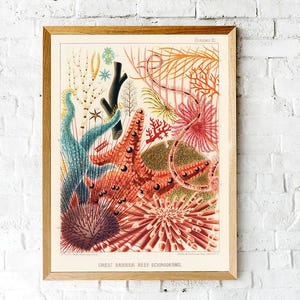 Vintage Coral Reef Print, Marine Life Illustration, Coastal Bathroom Art image 4