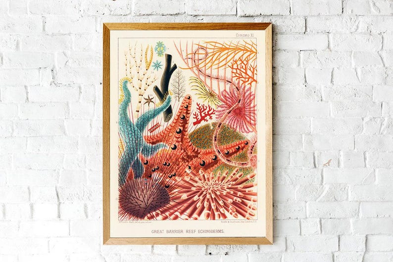 Vintage Coral Reef Print, Marine Life Illustration, Coastal Bathroom Art image 4
