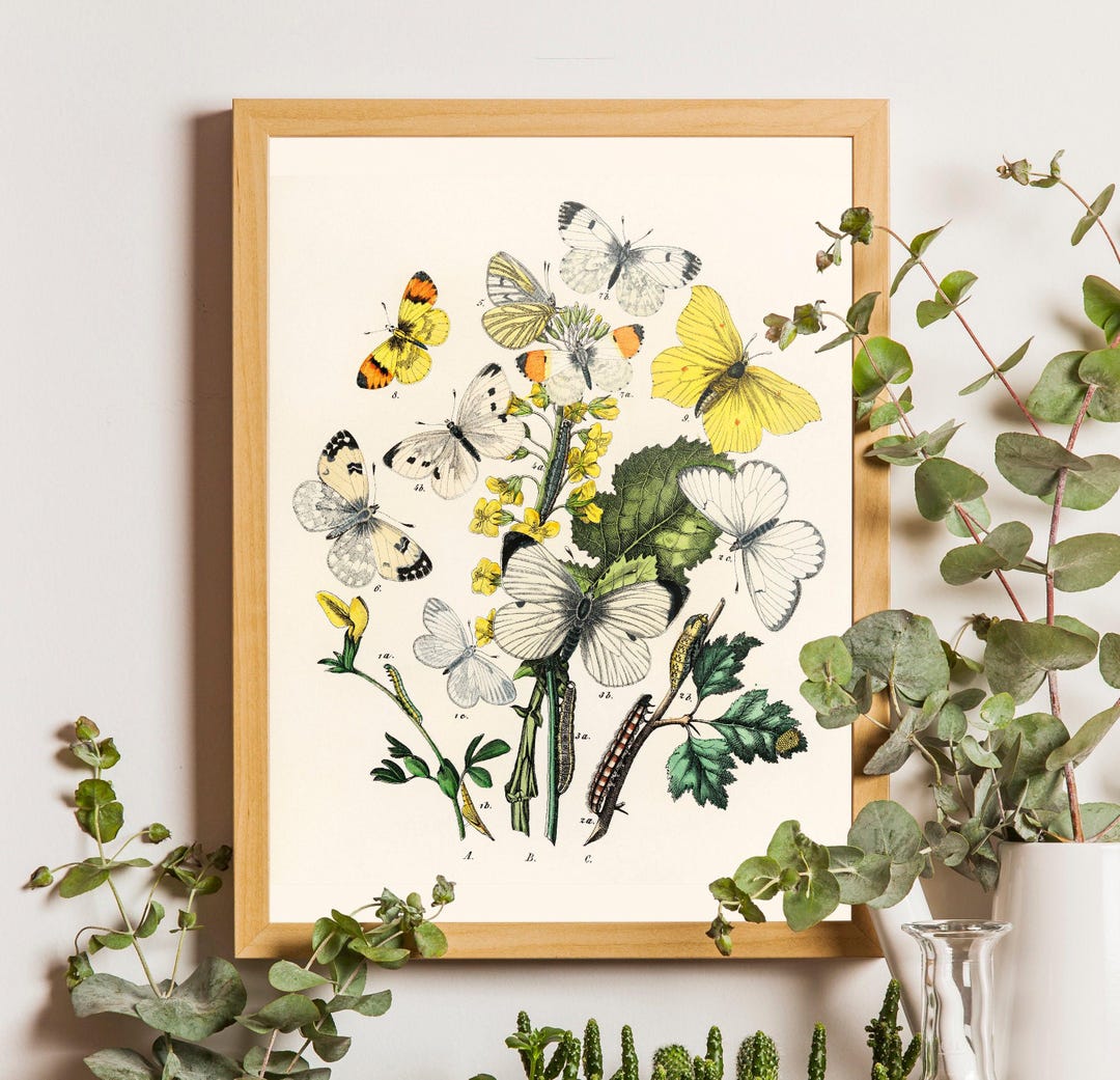 Vintage Butterfly Print, Botanical Wall Art, Home Decor - Etsy