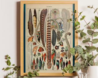 Vintage Feather Print – Adolphe Millot Botanical Poster