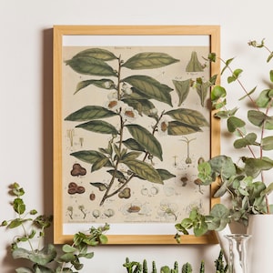 Tea Plant Botanical Art Print: Camellia Sinensis Vintage Illustration