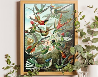 Ernst Haeckel Hummingbird Print: Vintage Tropical Wall Art