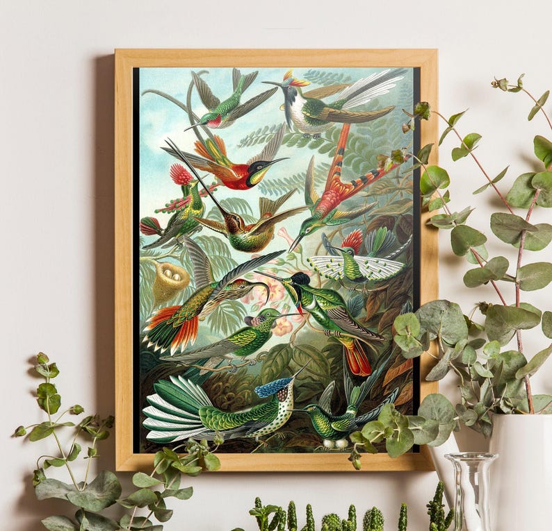 Ernst Haeckel Hummingbird Print: Vintage Tropical Wall Art image 1