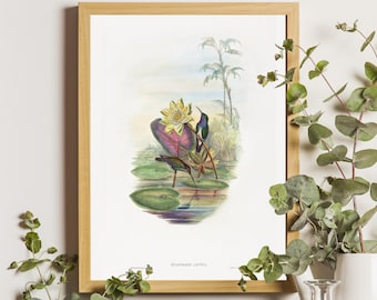 Antique Hummingbird Print, Botanical Garden Illustration, Sapphire-breasted Emerald Bird Art