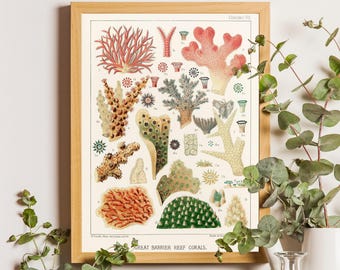 Vintage Barrier Reef Coral Print, William Saville-Kent Illustration, Australia Beach Art