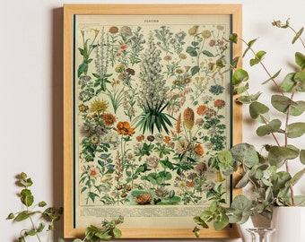 Vintage Flower Print, Adolphe Millot Vintage Poster, Vintage Wall Decoration, Botanical Prints, Flowery Decor, Botanical Art, Kitchen poster