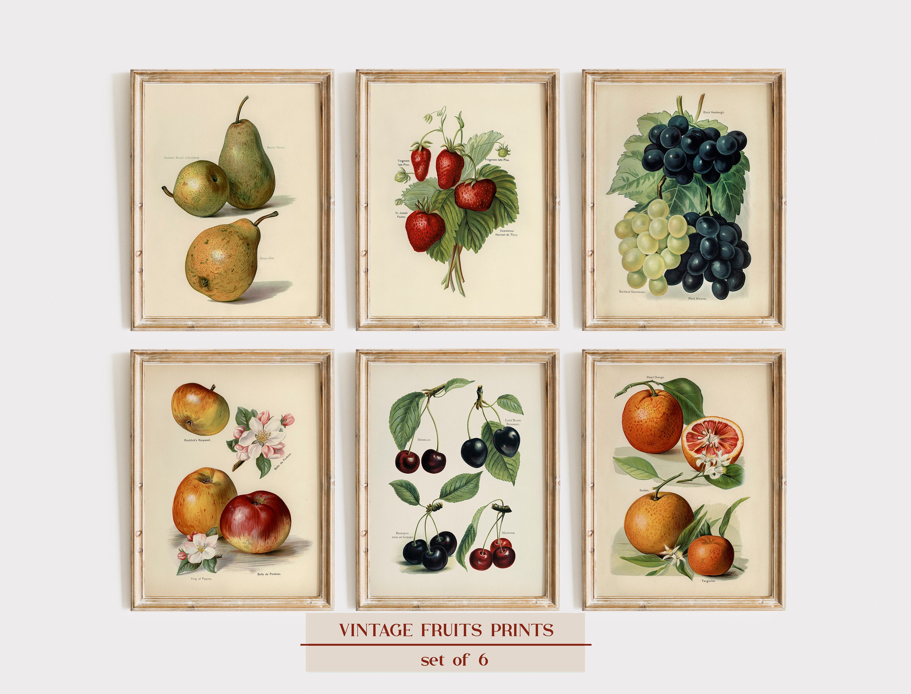 Vintage Fruit Print Set of 6, Fruit Prints, Vintage Fruit Vintage Fruit Print Set of 6, Fruit Prints, Vintage Fruit