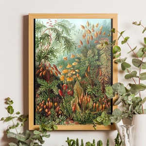 Ilustracja Botaniczna, Mosses Print, Formy Sztuki w Przyrodzie, Plakat Botaniczny, Ilustracja Naukowa Ernsta Haeckela, Botaniczna klasa Art