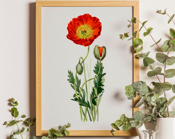 Vintage Botanical Print, Red Poppy Botanical Poster, Garden Decor, Flower Poster, Floral Wall Art, Housewarming Gift, Ilustracja makowa